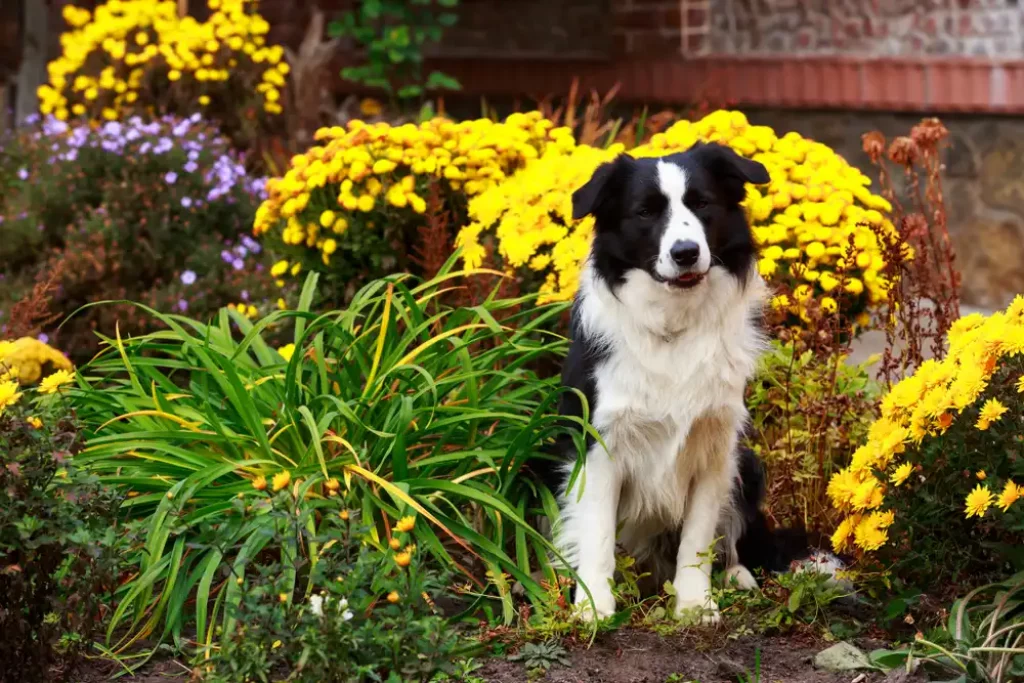 kutyabarát kert tele növényekkel